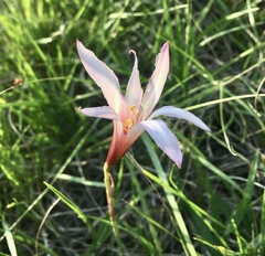 Zephyranthes versicolor