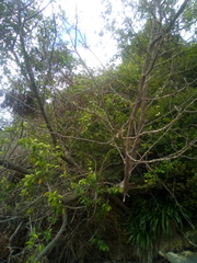 Lonicera hildebrandtiana