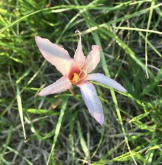 Zephyranthes versicolor