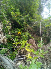 Lonicera hildebrandtiana