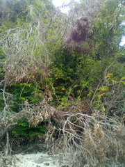 Lonicera hildebrandtiana