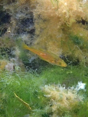 Pollachius pollachius