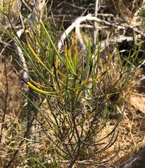 Hakea rostrata