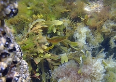 Pollachius pollachius