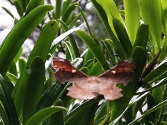 Fascellina chromataria