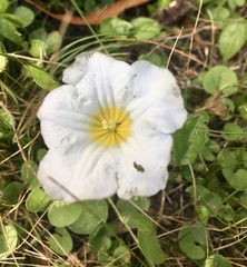 Nierembergia rivularis
