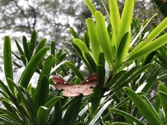 Fascellina chromataria
