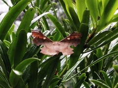 Fascellina chromataria