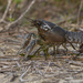 Procambarus alleni - Photo (c) Josh Olive, algunos derechos reservados (CC BY-NC-ND), subido por Josh Olive