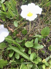 Nierembergia rivularis