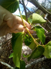Lonicera hildebrandtiana