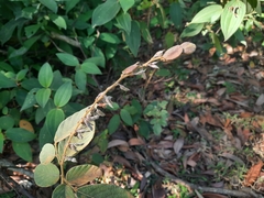 Phyllodium pulchellum