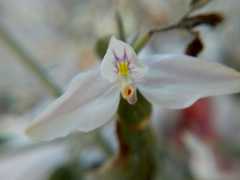 Carlowrightia neesiana