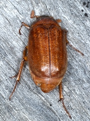 Antitrogus morbillosus
