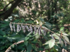 Phyllodium pulchellum