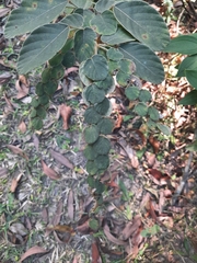 Phyllodium pulchellum