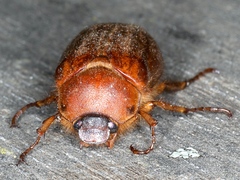 Antitrogus morbillosus