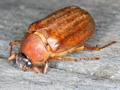 Antitrogus morbillosus