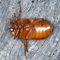 Antitrogus morbillosus