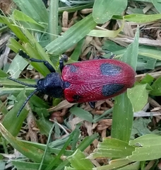 Coraliomela quadrimaculata