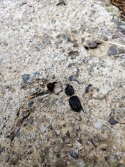 Aegus laevicollis formosae