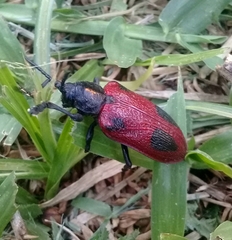 Coraliomela quadrimaculata