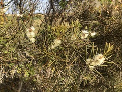 Hakea mitchellii