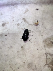 Lucanus formosanus