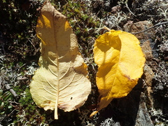 Koenigia alaskana