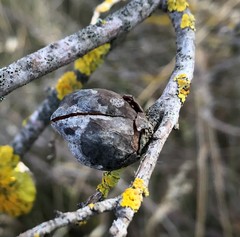 Hakea mitchellii