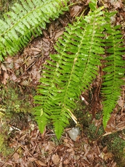 Polystichum setigerum