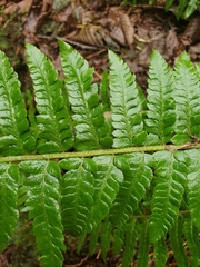 Polystichum setigerum