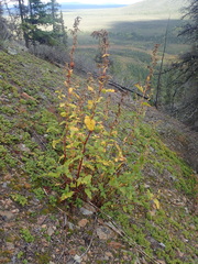 Koenigia alaskana