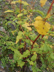 Koenigia alaskana