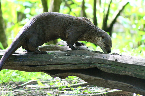 North American River Otter photographed in South Carolina
