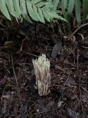 Ramaria apiculata