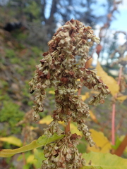 Koenigia alaskana