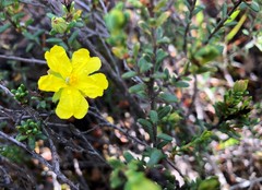 Hibbertia devitata