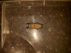 Velutinodorcus carinulatus