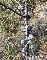 Allocasuarina pusilla