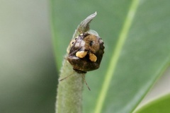 Aspideurus flavescens