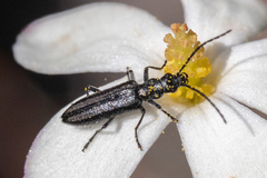 Ischnomera sublineata