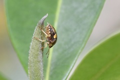 Aspideurus flavescens