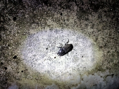 Aegus laevicollis formosae
