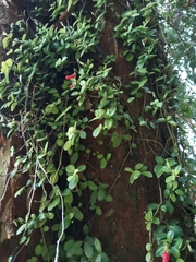 Sarmienta scandens