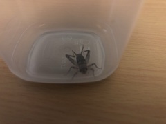 Gryllodes sigillatus