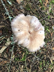 Clitocybe dilatata