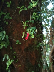 Sarmienta scandens