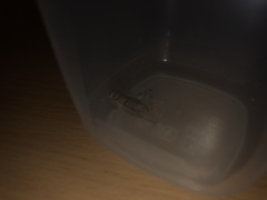 Gryllodes sigillatus