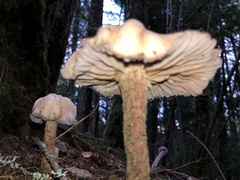 Clitocybe dilatata